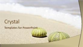  Presentation with sea shells - Amazing PPT layouts having echinoidea - beach scene with two dead backdrop and a lemonade colored foreground