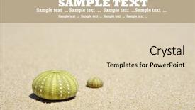  Presentation with sea shells - Audience pleasing PPT theme consisting of echinoidea - beach scene with two dead backdrop and a lemonade colored foreground