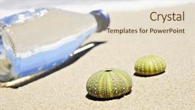  Presentation with sea shells - Theme with echinoidea - beach scene with two dead background and a lemonade colored foreground