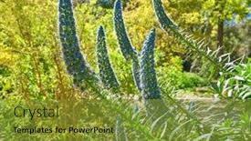  Presentation with purple flowers - PPT layouts consisting of echium-fastuosum-candicans-pride background and a gold colored foreground
