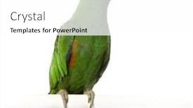  Presentation with parrot - Presentation theme enhanced with eclectus-parrot-in-front background and a white colored foreground