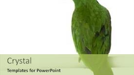  Presentation with parrot - Presentation enhanced with eclectus-parrot-in-front background and a yellow colored foreground