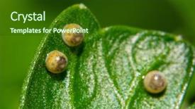  Presentation with eastern - Slides enhanced with eclose with tiny caterpillar background and a forest green colored foreground