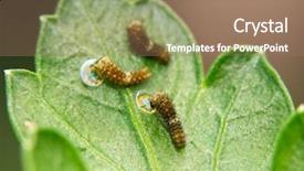  Presentation with caterpillar - Amazing slide deck having eclosed black swallowtail butterfly caterpillar backdrop and a coral colored foreground
