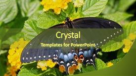  Presentation with black female - Presentation theme with eclosed female black swallowtail butterfly background and a tawny brown colored foreground
