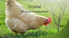  Presentation with hen - Cool new PPT theme with eco living - hen outside in the meadow backdrop and a mint green colored foreground