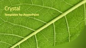  Presentation with veins - PPT layouts enhanced with eco living - leaf veins close up high background and a tawny brown colored foreground
