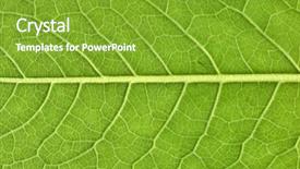  Presentation with veins - Amazing slide deck having eco living - leaf veins close up high backdrop and a tawny brown colored foreground