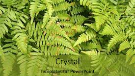  Presentation with ferns - Beautiful slides featuring beautiful primeval rain forest - ferns backdrop and a gold colored foreground