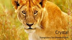  Presentation with animals habitat - Audience pleasing slides consisting of eco tourism - beautiful wild african lioness portrait backdrop and a gold colored foreground