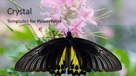  Presentation with butterfly colombia - PPT theme featuring eco tourism - papilio helenus species butterfly background and a lemonade colored foreground