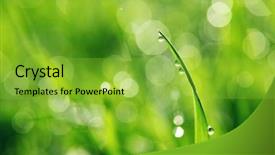  Presentation with fresh fruits and leafty greens - PPT theme enhanced with eco water - close up of fresh morning background and a seafoam green colored foreground