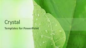  Presentation with water rain drop hanging on a fresh green leaf - PPT layouts having eco water - fresh green leaf with drops background and a mint green colored foreground
