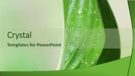  Presentation with water rain drop hanging on a fresh green leaf - PPT theme having eco water - fresh green leaf with drops background and a mint green colored foreground