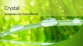  Presentation with spring nature grass - Colorful PPT theme enhanced with eco water - fresh morning dew backdrop and a yellow colored foreground