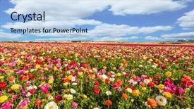  Presentation with rural tourism concept - Audience pleasing theme consisting of ecological and rural tourism backdrop and a light blue colored foreground