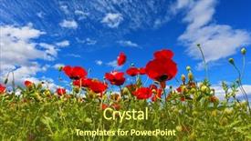  Presentation with rural tourism - Slide deck having ecological and rural tourism background and a tawny brown colored foreground