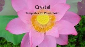  Presentation with lotus flower - Slide set having ecological lotuse - blooming lotus flower background and a lemonade colored foreground