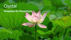  Presentation with lotus - Slide set consisting of ecological lotuse - close-up of beatiful pink lotus background and a forest green colored foreground