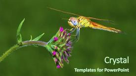  Presentation with dragonfly - Beautiful theme featuring ecological lotuse - dragonfly in the flower backdrop and a tawny brown colored foreground
