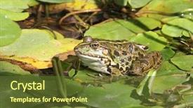  Presentation with frog - Amazing presentation having ecological lotuse - frog in the pond backdrop and a tawny brown colored foreground