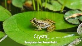  Presentation with lotus - Presentation enhanced with ecological lotuse - frog resting on a lotus background and a tawny brown colored foreground