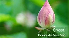  Presentation with drawing of pink lotus flower - Presentation theme enhanced with ecological lotuse - japanese pink lotus background and a forest green colored foreground