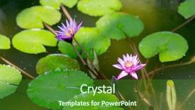  Presentation with biology - Presentation design consisting of ecological lotuse - nature flora and biology concept background and a  colored foreground