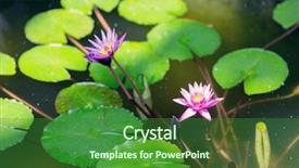  Presentation with biology - Amazing theme having ecological lotuse - nature flora and biology concept backdrop and a  colored foreground