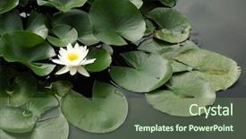  Presentation with white lotus flower - Presentation design consisting of ecological lotuse - single white lotus background and a tawny brown colored foreground