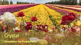  Presentation with rural tourism concept - Beautiful presentation theme featuring ecological rural and photo tourism backdrop and a tawny brown colored foreground