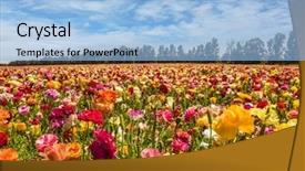  Presentation with rural tourism concept - Beautiful PPT theme featuring ecological rural and photo tourism backdrop and a light blue colored foreground