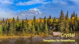  Presentation with autumn morning - Amazing PPT layouts having ecology - gorgeous deer with horns grazing backdrop and a tawny brown colored foreground