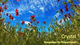 Presentation with rural tourism concept - Audience pleasing PPT layouts consisting of ecology - magnificent wildflowers - red anemones backdrop and a tawny brown colored foreground
