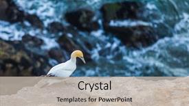  Presentation with new zealand - Presentation featuring ecology - pacific ocean in new zealand background and a soft green colored foreground