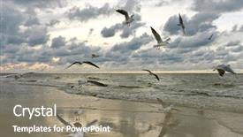  Presentation with flying - Slides featuring ecology bird - flying seagulls on sunset background and a gray colored foreground