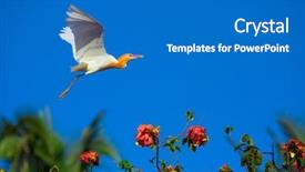  Presentation with bali - Presentation design consisting of ecology bird - flying white heron - bali background and a gray colored foreground