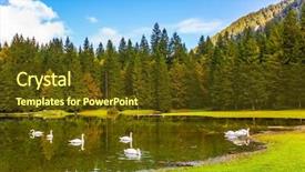  Presentation with white - PPT layouts featuring ecology bird - white swans swims and reflects background and a tawny brown colored foreground