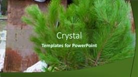  Presentation with ecology - Presentation featuring ecology-concept-christmas-tree background and a forest green colored foreground