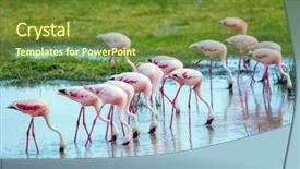  Presentation with birds - Presentation design with ecology habitat - adorable pink flamingos birds background and a tawny brown colored foreground