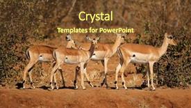  Presentation with kruger - Slide set having ecology habitat - group of impala antelopes aepyceros background and a tawny brown colored foreground