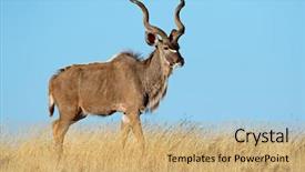  Presentation with south africa - Beautiful slides featuring ecology habitat - male kudu antelope tragelaphus strepsiceros backdrop and a coral colored foreground
