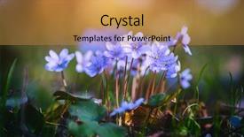  Presentation with woods - Presentation theme enhanced with ecology selective focus blur background and a gold colored foreground