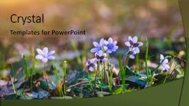  Presentation with ecology - Presentation with woods fresh seasonal background background and a coral colored foreground