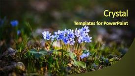  Presentation with woods - Presentation theme consisting of ecology selective focus blurred background and a tawny brown colored foreground