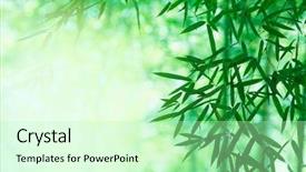  Presentation with bamboo - Audience pleasing slide deck consisting of ecology tree - light coming through a bamboo backdrop and a soft green colored foreground