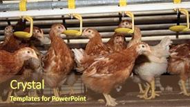  Presentation with free for fungus - Amazing PPT layouts having economic prodution - brown pullets laying in her backdrop and a tawny brown colored foreground