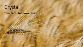  Presentation with harvest - Audience pleasing slide deck consisting of economics crop - barley field before harvest backdrop and a  colored foreground