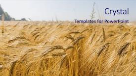  Presentation with christian harvest - Audience pleasing PPT theme consisting of economics crop - barley field before harvest backdrop and a sky blue colored foreground