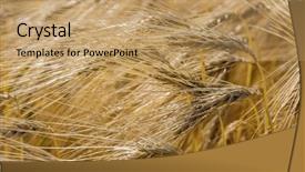  Presentation with harvest apron - PPT layouts consisting of economics crop - barley field before harvest background and a coral colored foreground